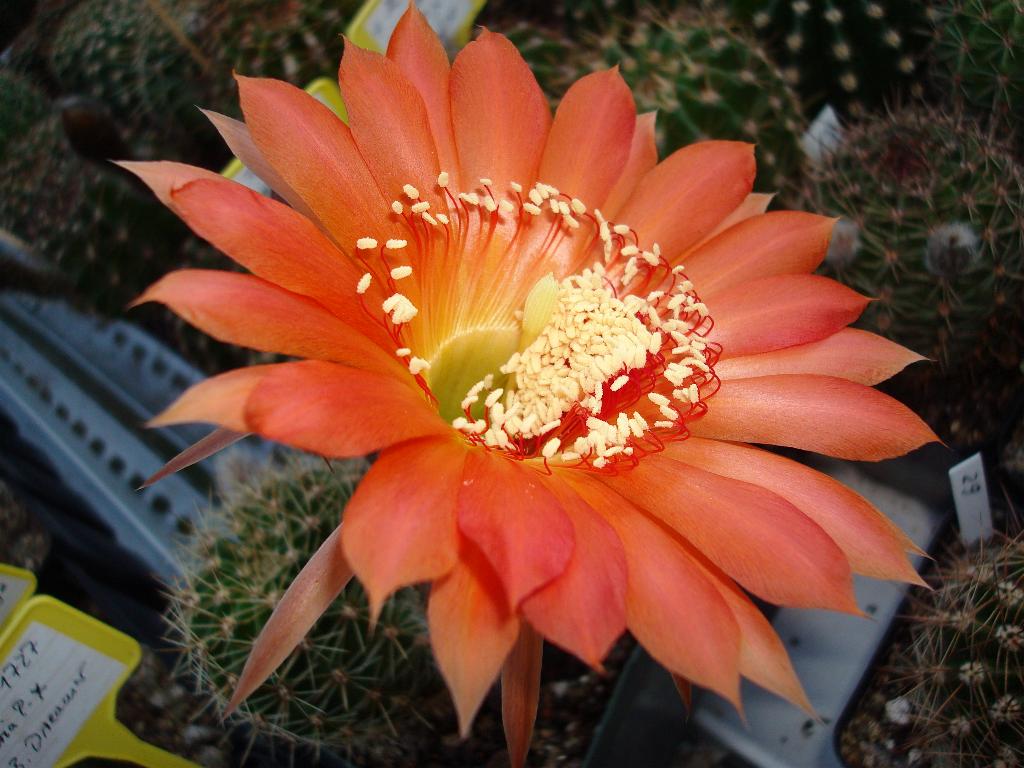 Eigene Echinopsis/Neu 3.jpg